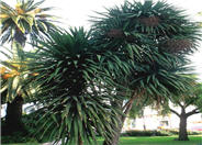 Australian-Dracaena