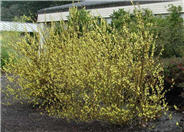 Gold Forsythia