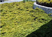 Gold Coast Juniper