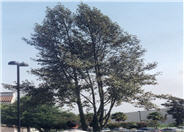 Primrose Tree, Cow Itch Tree