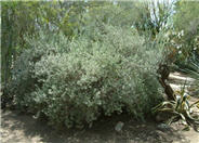 Leucophyllum candidum 'Silver Cloud'