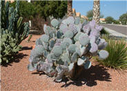 Santa Rita Prickly Pear