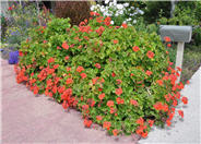 Garden Geranium