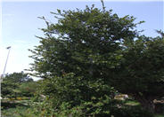 Island Oak, California Island Oak
