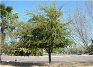 Southern Live Oak