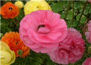 Ranunculus