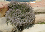 Thymus praecox articus 'Purple Carpet'