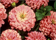 Zinnia