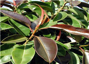 Rubber Plant, Rubber Tree