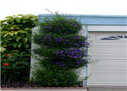Blue Potato Bush