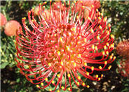 Protea cultivars