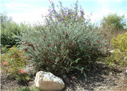 Granite Claw Flower