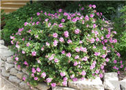 Scented Geranium Selection