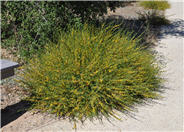 Deerweed
