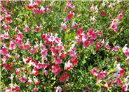 Bicolor Autumn Sage