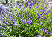 Purple Autumn Sage