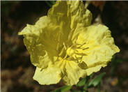 Sundrops  'Sierra Sundrop'