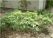 Corsican Hellebore