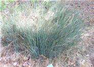 Elk Blue California Gray Rush