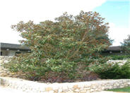 Little Gem Dwarf Southern Magnolia