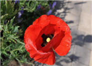 Flanders Poppy