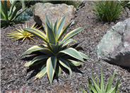 Weber Agave