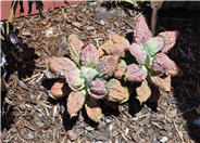Echeveria hybrids