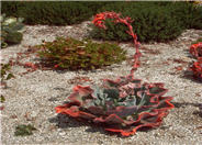 Subridgida Echeveria