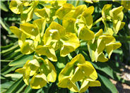 Euphorbia lambii