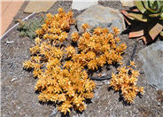 Coppertone Sedum