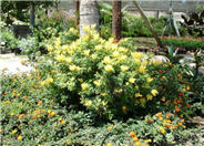 Cape Honeysuckle, Aurea
