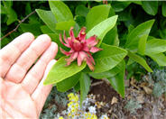 Spice Bush