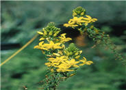 Bulbine frutescens