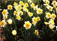 Stratavarus Daffodil