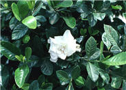 Gardenia Veitch