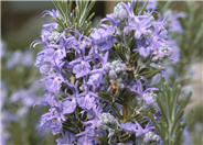 Rosmarinus officinalis 'Tuscan Blue'