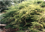 Asparagus setaceus