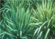 Golden Sword Yucca