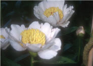 Japanese Tree Peony