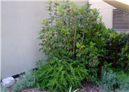 Berberis aquifolium