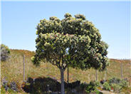 New Zealand Christmas Tree, Pohutuk