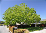 Morus alba 'Fruitless'