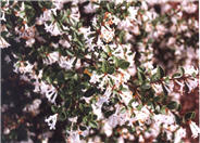 Delavayi Osmanthus