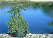 Picea abies 'Pendula'
