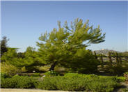 Pinus halepensis