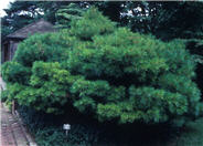 Pinus strobus 'Nana'