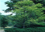 Bald Cypress, Swamp Cypress