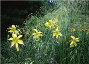 Tufted Hair Grass