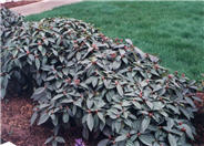 David viburnum