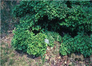 Dwarf European Viburnum